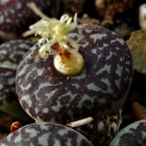 Conophytum
