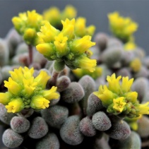 Crassula