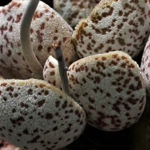 Adromischus