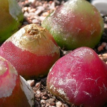 Conophytum Names
